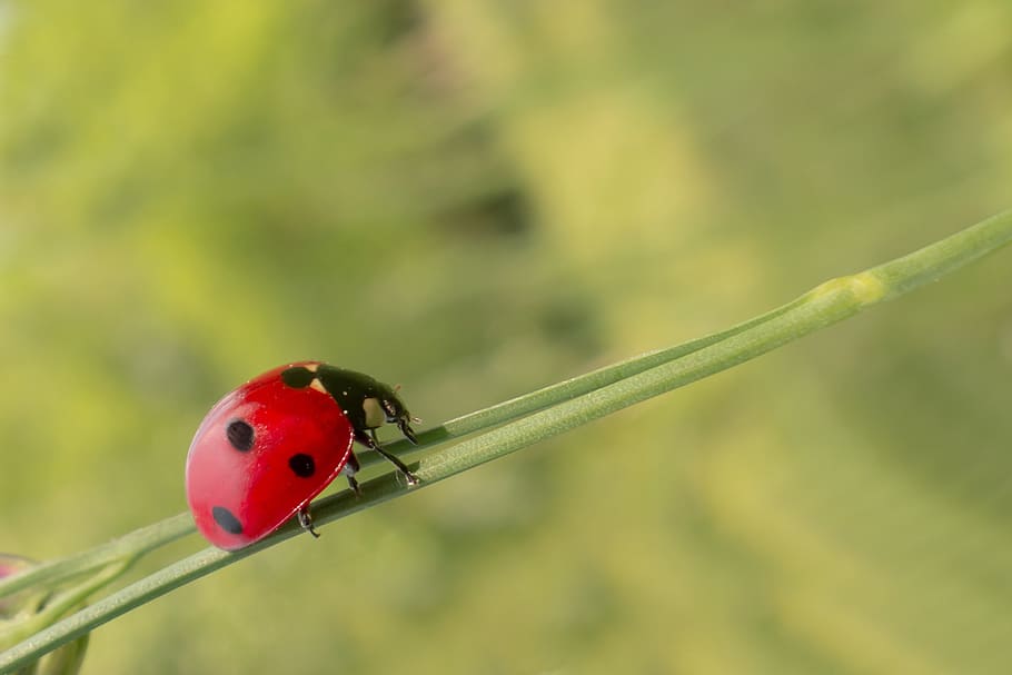 Lady Bug on a Green Plant, beetle, close-up, insect, ladybird HD wallpaper