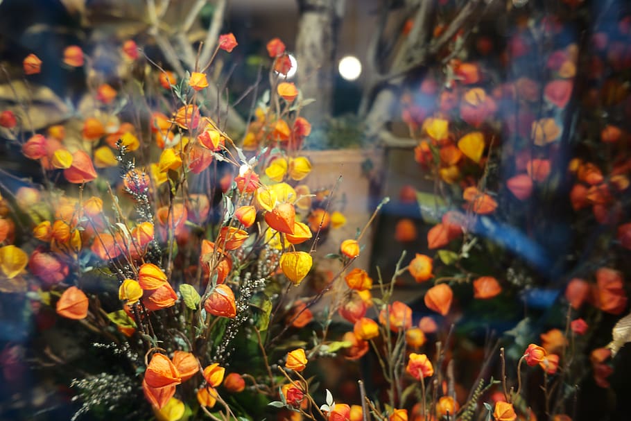 thanksgiving, warm, nature, window, dry, flower, autumn, plant HD wallpaper