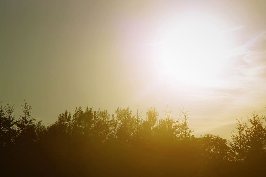 trees, plants, nature, sky, sunlight, sunrise, sunshine, beauty in nature HD wallpaper