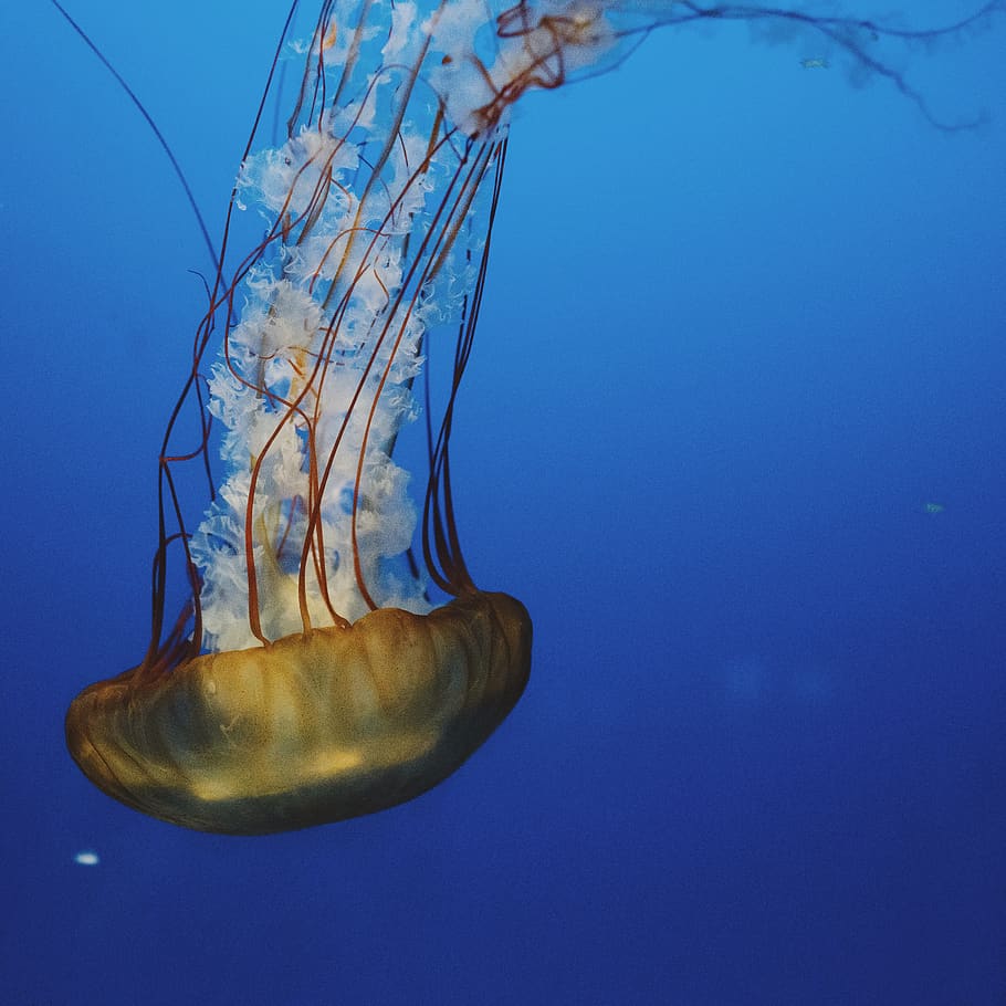 jellyfish, sea, underwater, animals in the wild, invertebrate HD wallpaper