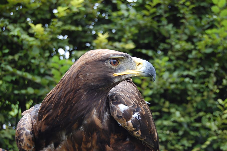 predator, animal, bird, animal wildlife, animals in the wild HD wallpaper