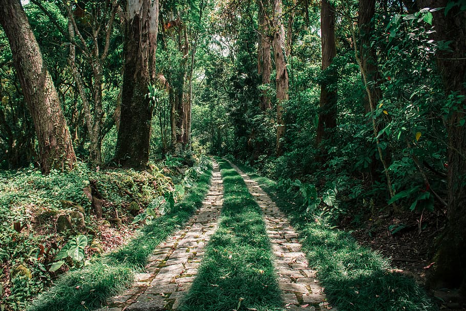 worn road in a forest, tree, plant, path, vegetation, redwood HD wallpaper