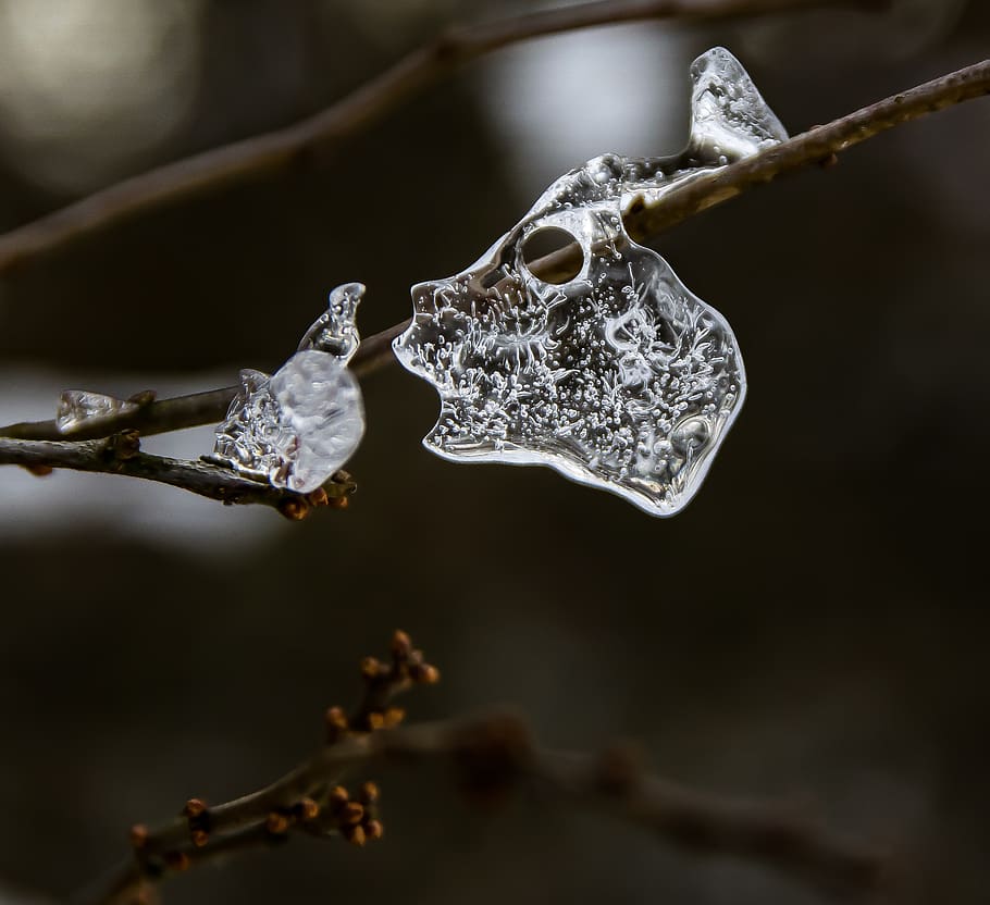 slovakia, winter, nature, macro, blur, bokeh, close-up, frost HD wallpaper