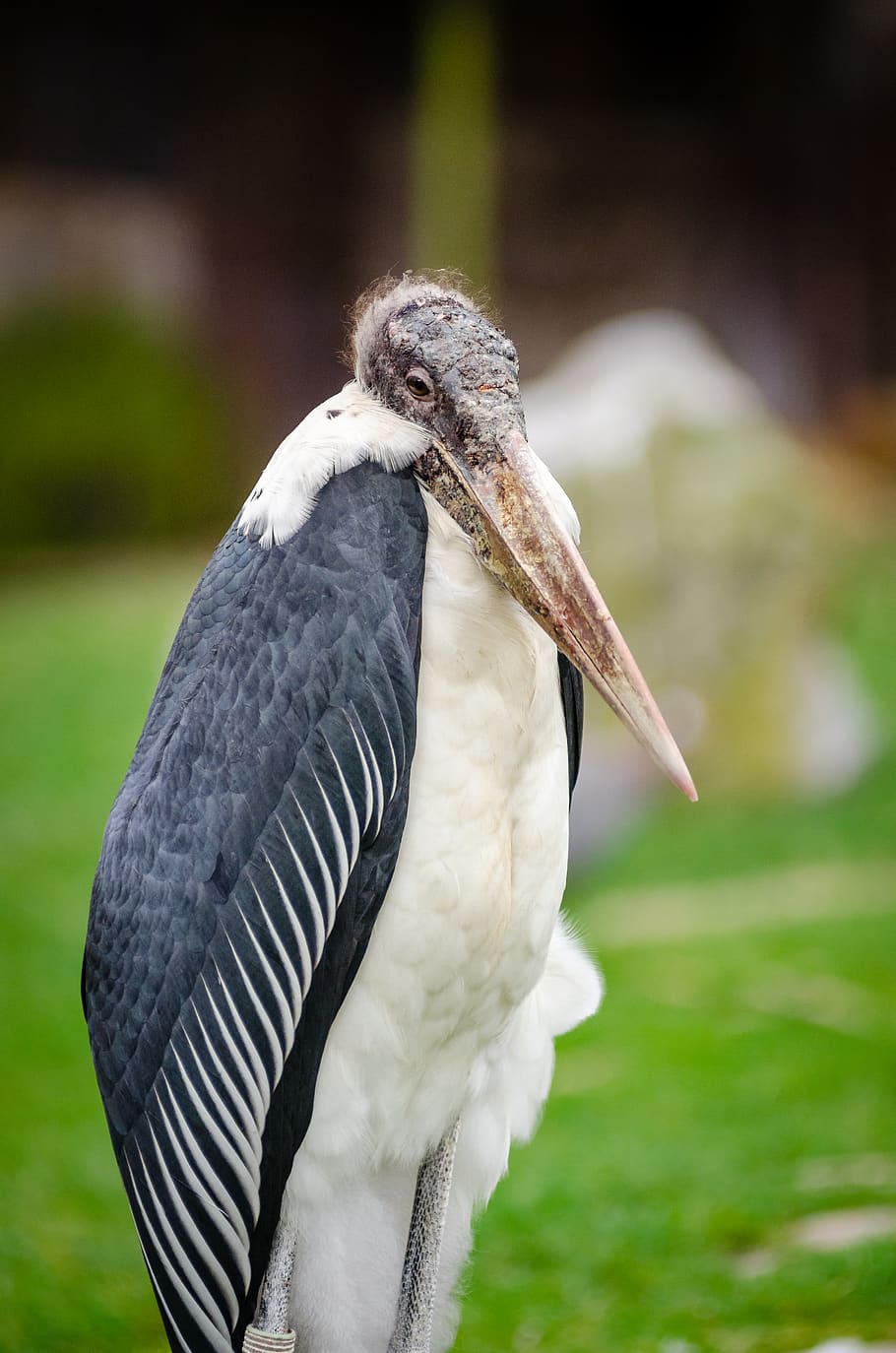 White and Black Bird With Long Beak, animal, close-up, daylight HD wallpaper