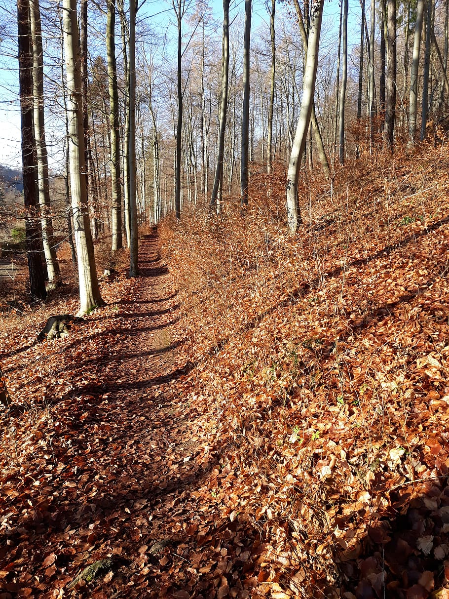 forest, away, leaves, winter, tree, land, trunk, tree trunk HD wallpaper