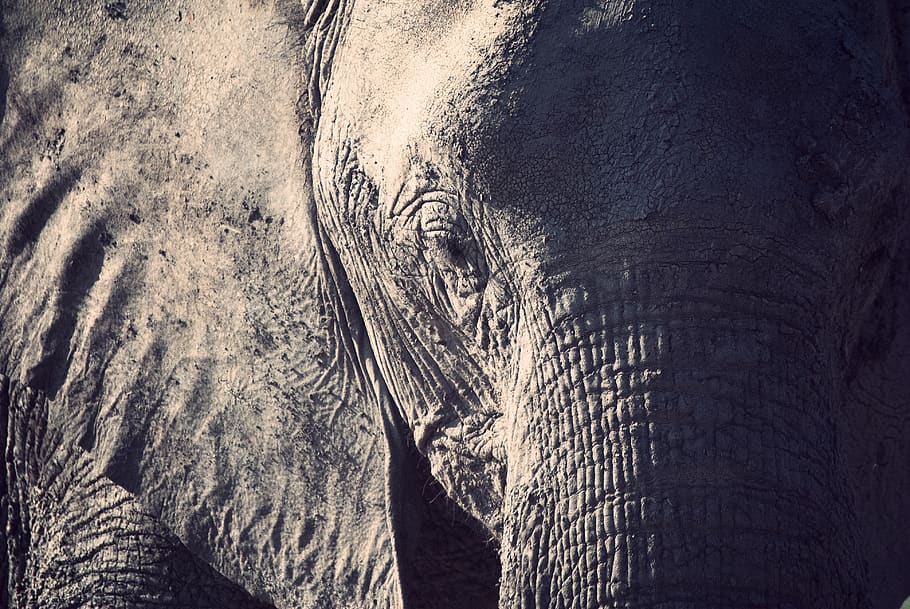 closeup photography of elephant during daytime, wildlife, mammal, HD wallpaper