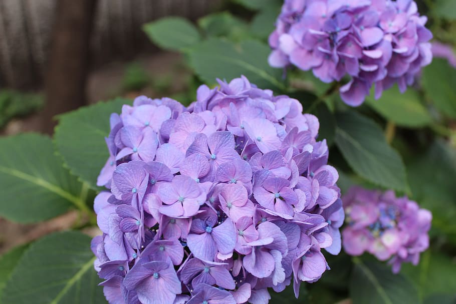 hydrangea, flower, purple, flowering plant, vulnerability, fragility HD wallpaper