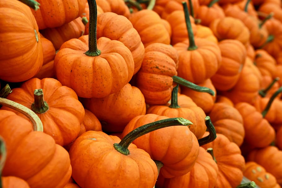 orange, pumpkins, halloween, food, food and drink, orange color, HD wallpaper