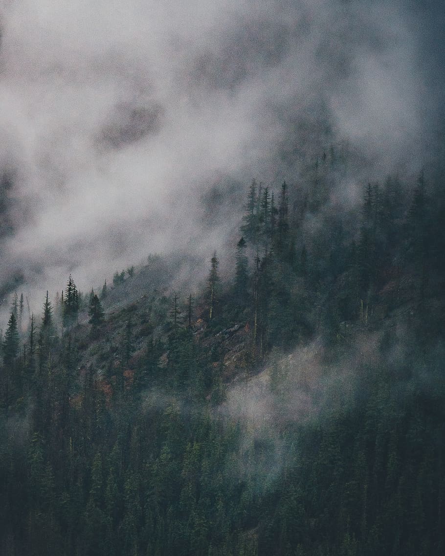 green pine trees, nature, outdoors, fog, weather, united states HD wallpaper