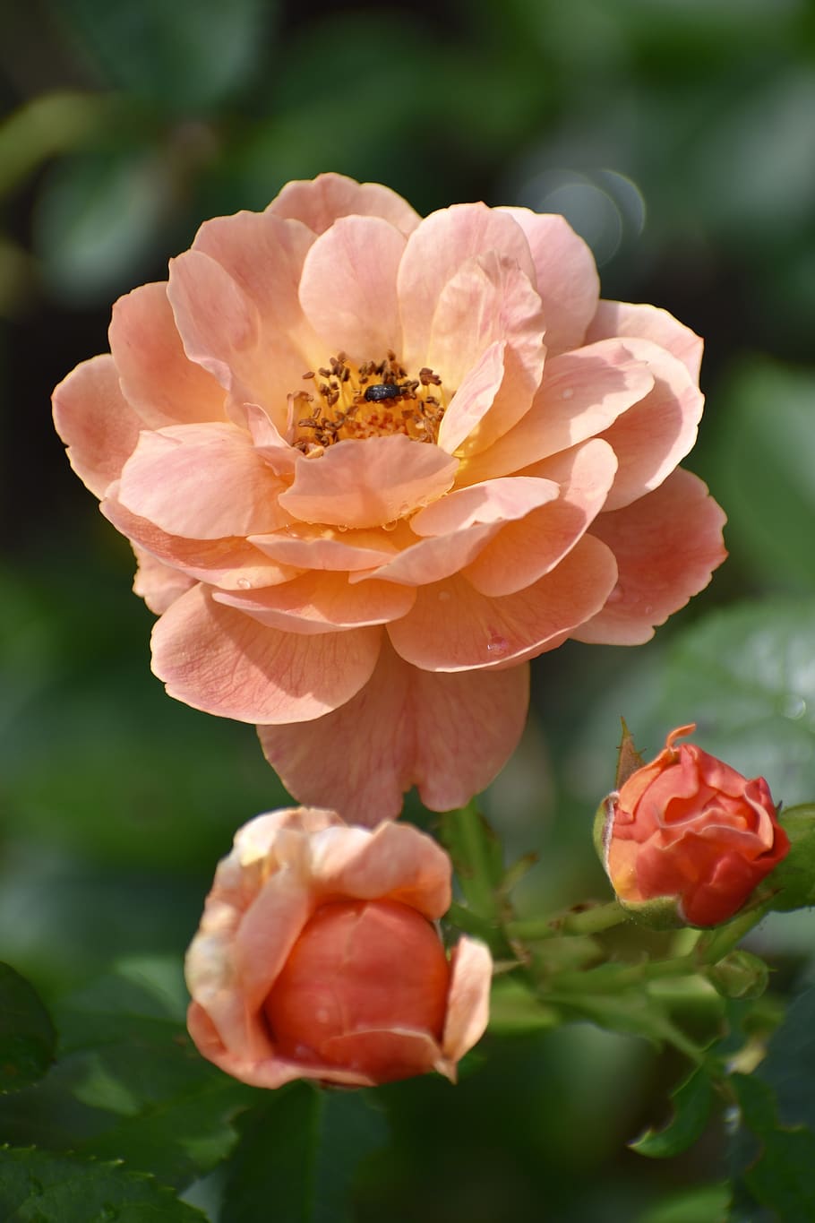 rose, peach, blossom, bud, flower, garden, nature, summer, pink HD wallpaper