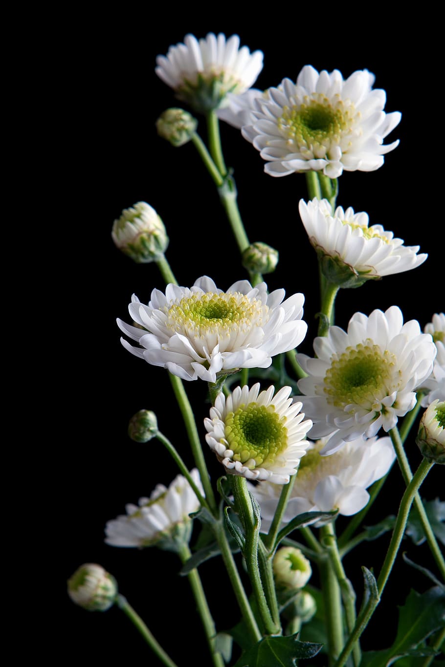 bouquet, bunch, flora, flower, flowers, green, image, leaf HD wallpaper