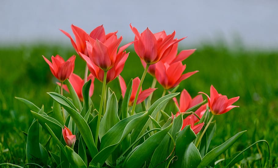 tulips, nature, flowers, spring, bloom, spring flowers, blossomed HD wallpaper