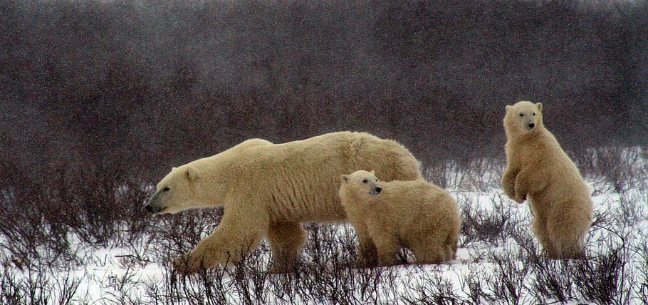polar bear and cubs, churchill canada, mother bear and cubs