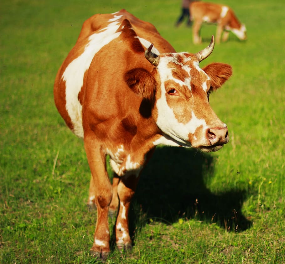 Cow on Field, animal, beef, blur, calf, cattle, dairy, farmland HD wallpaper