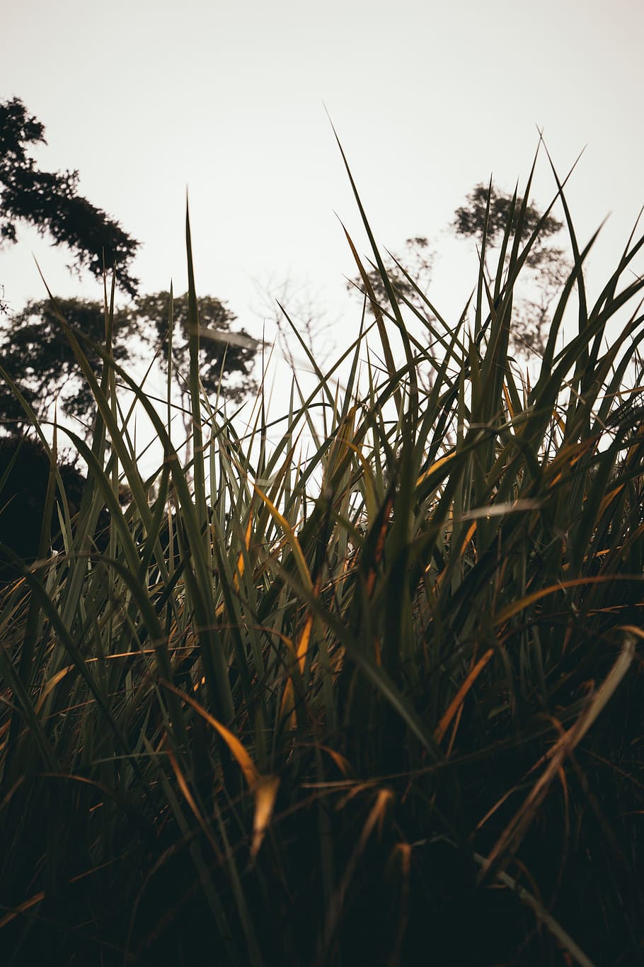 plant, growth, sky, field, nature, tranquility, close-up, land HD wallpaper