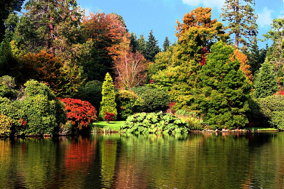 nature, tree, lake, water, park, reflection, autumn, plant HD wallpaper