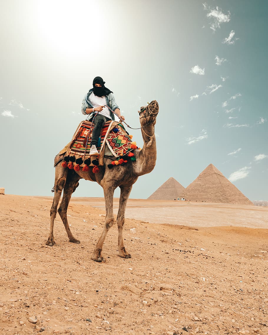 man riding camel during daytime, domestic animals, desert, working animal HD wallpaper