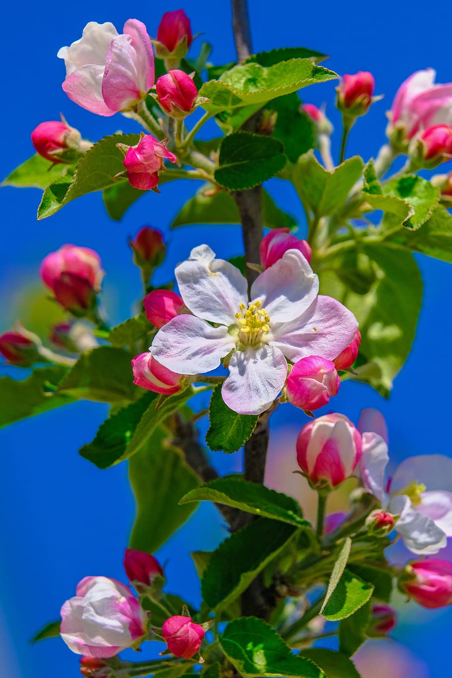 blossom, apple tree, spring, nature, bloom, apple tree flowers HD wallpaper