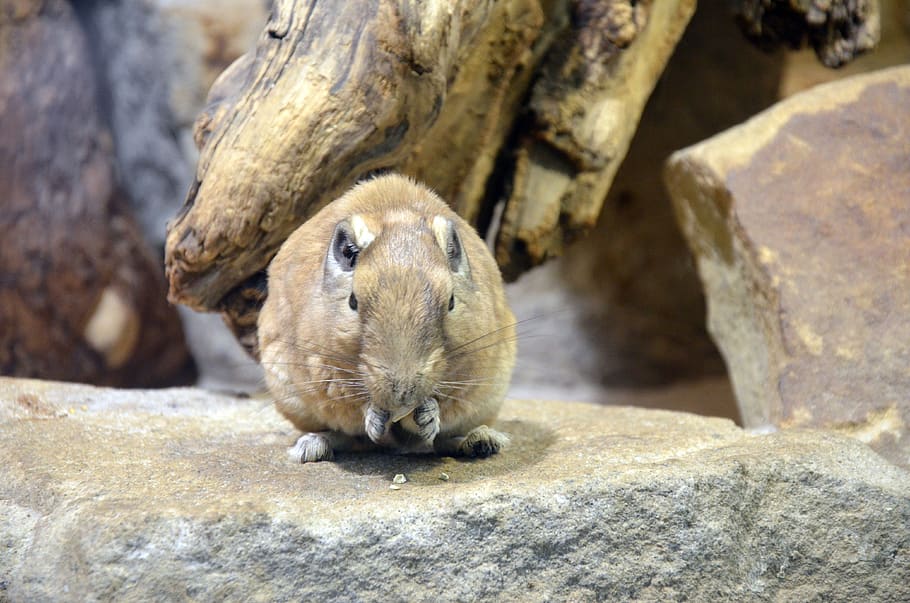 mouse, field mouse, rodent, nager, animal themes, one animal HD wallpaper