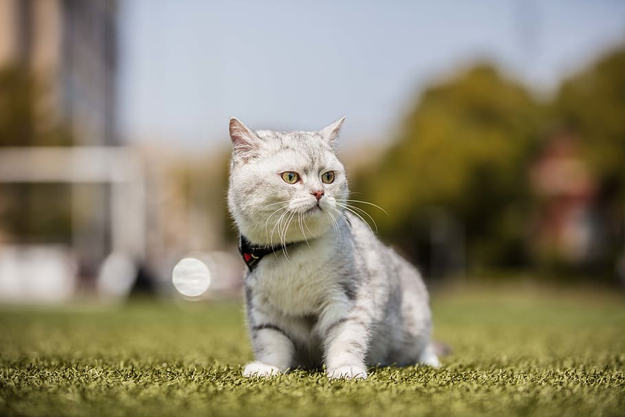 short-fur white cat, domestic, pets, domestic animals, mammal HD wallpaper