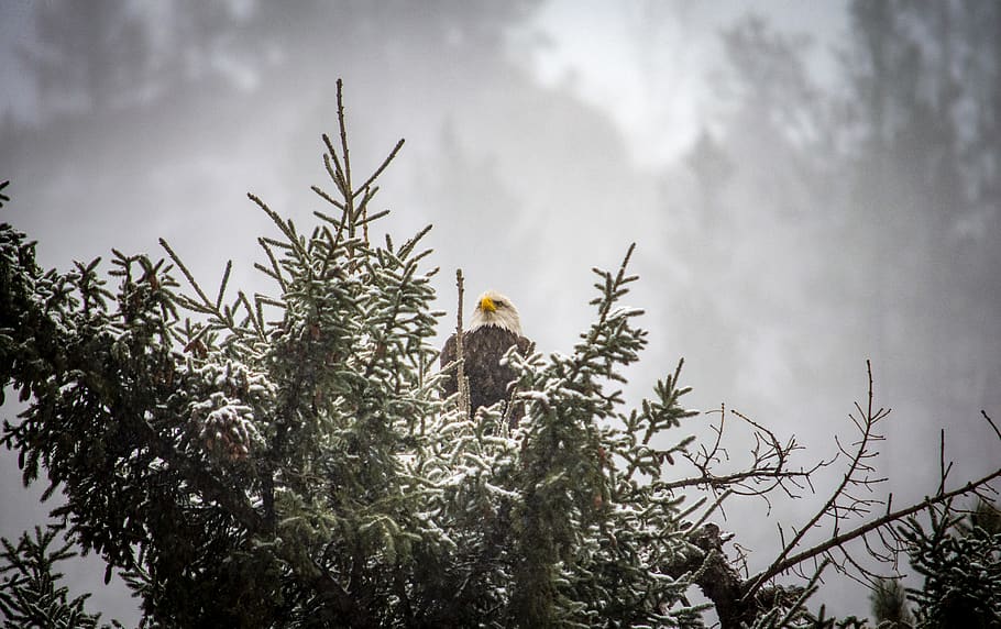 eagle, bird, bald eagle, animal, tree, plant, abies, fir, united states HD wallpaper