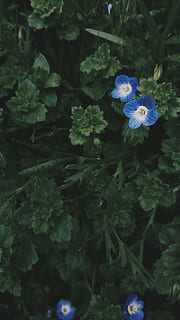 kosovo, flowering plant, fragility, vulnerability, freshness HD wallpaper