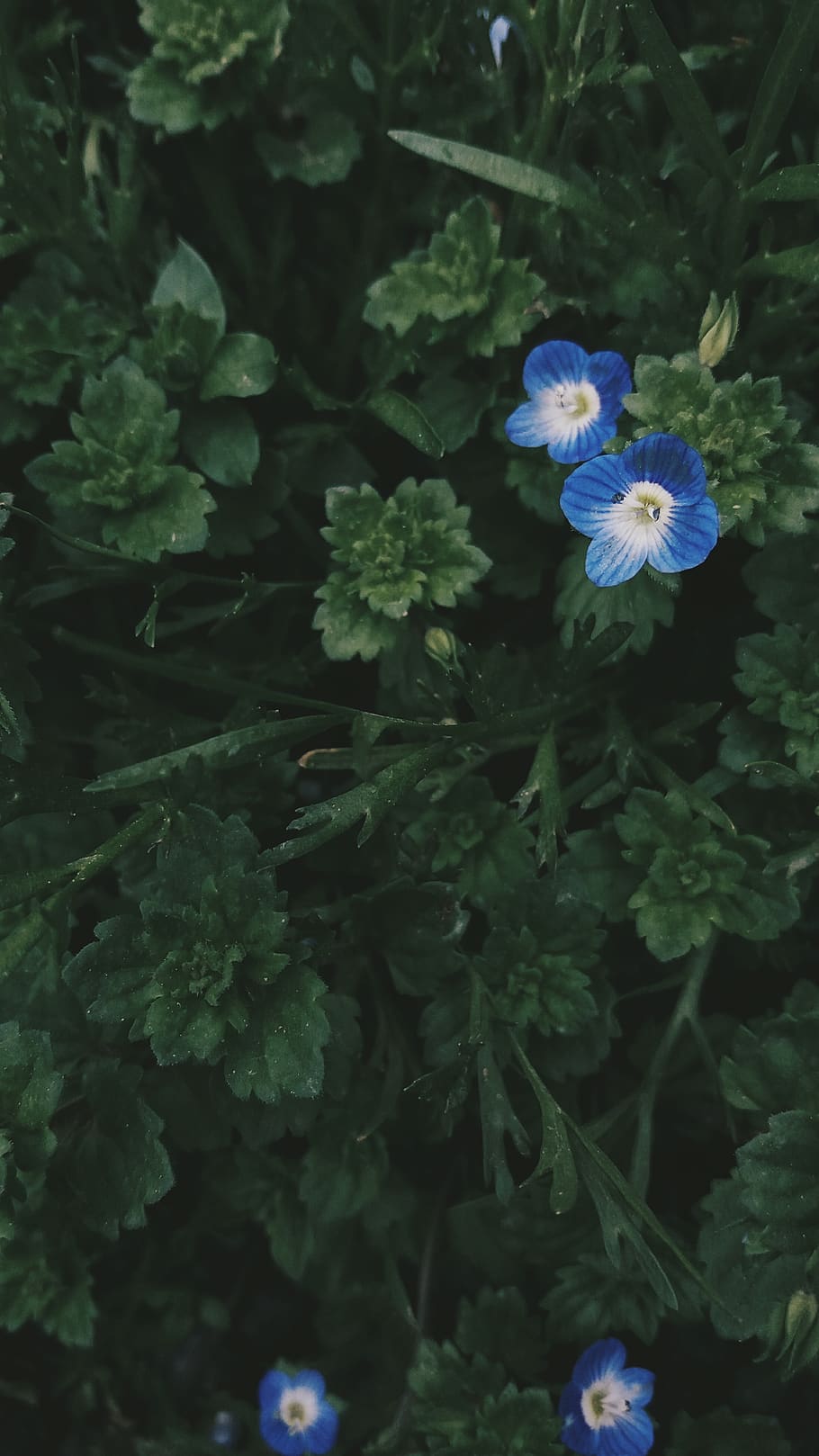 kosovo, flowering plant, fragility, vulnerability, freshness HD wallpaper