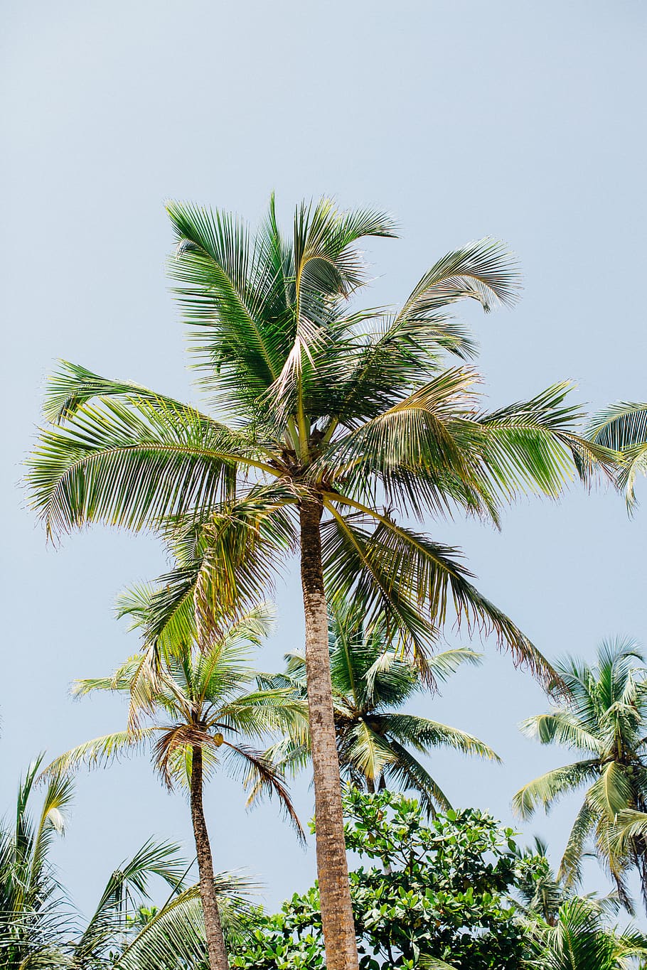 coconut trees during daytime, palm tree, plant, tropical climate HD wallpaper