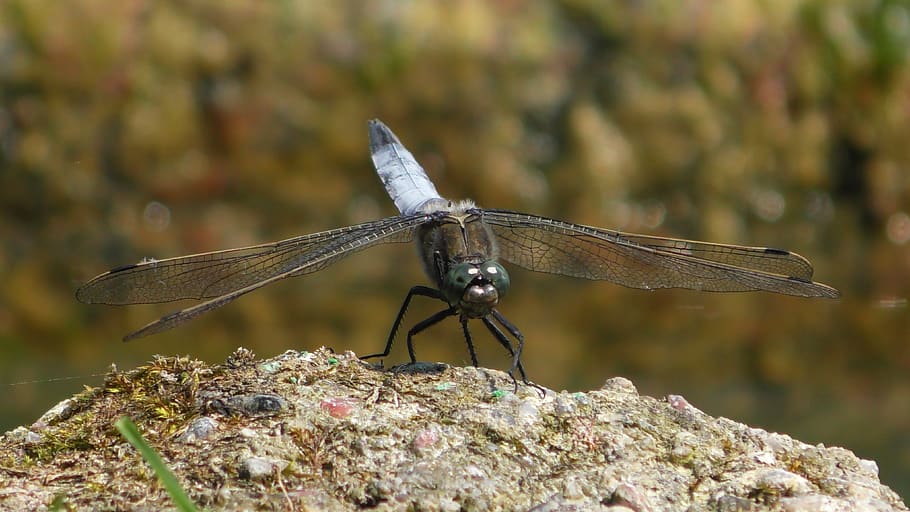 dragonfly, insect, wing, close up, flight insect, one animal HD wallpaper