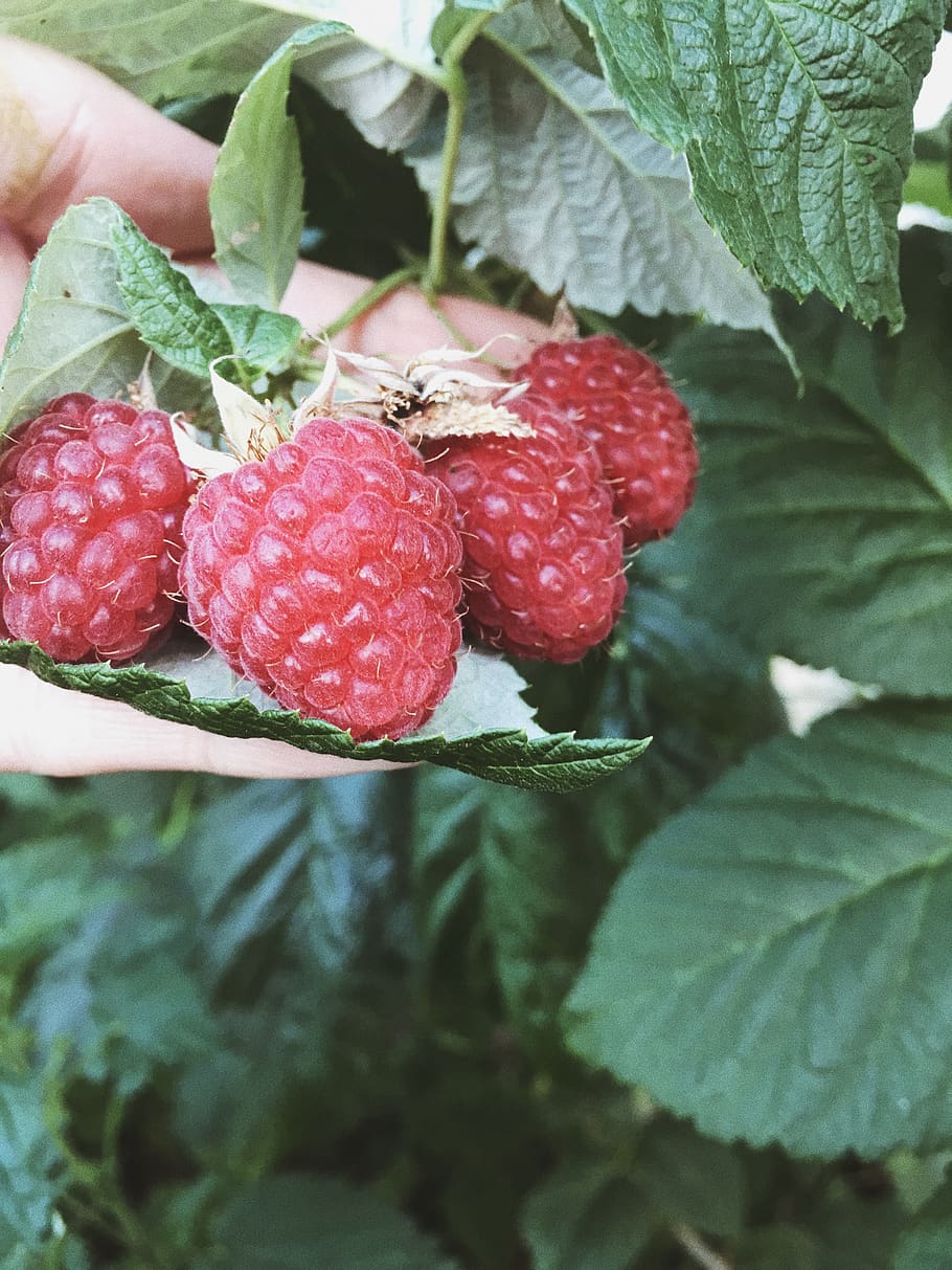 raspberry, plant, fruit, food, ukraine, knyazhyky, unnamed road HD wallpaper