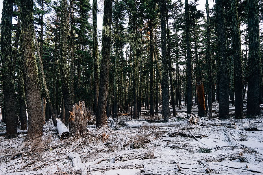 Green Trees, fallen tree, forest, moss, plant, land, tree trunk HD wallpaper