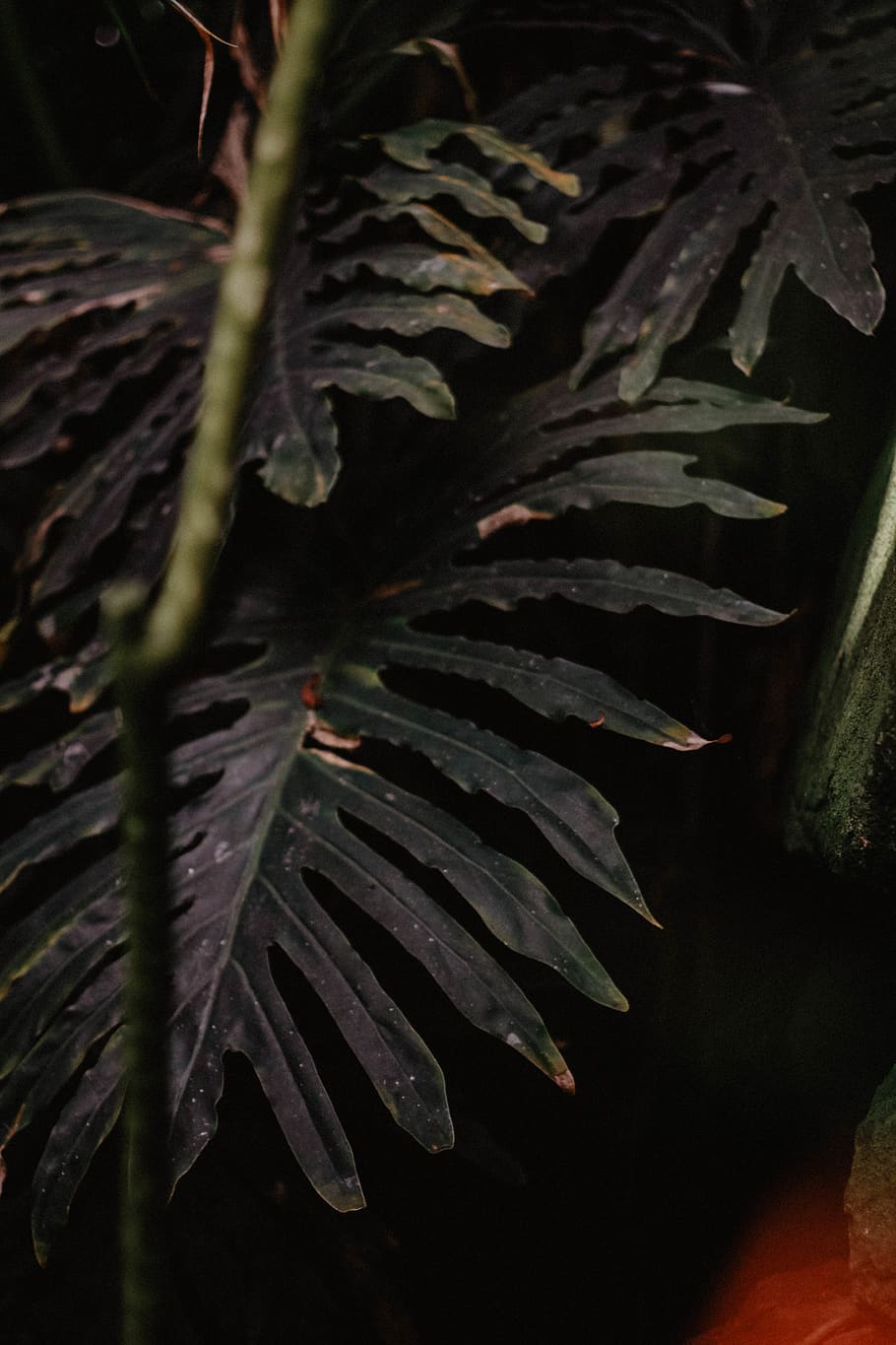 green leaf plant, tree, fern, flower, blossom, abies, fir, conifer HD wallpaper
