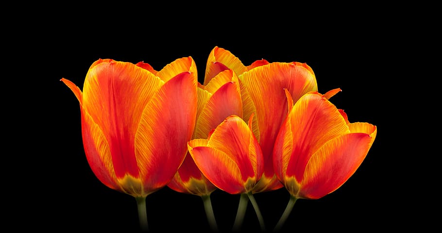 orange, tulip, fresh, flower, fragrance, nature, garden, blooming HD wallpaper
