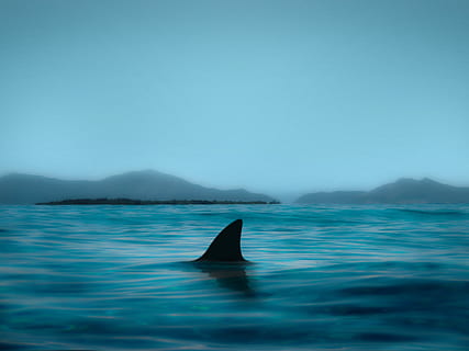 new caledonia, water, animal wildlife, sea, animal themes, animals in the wild HD wallpaper