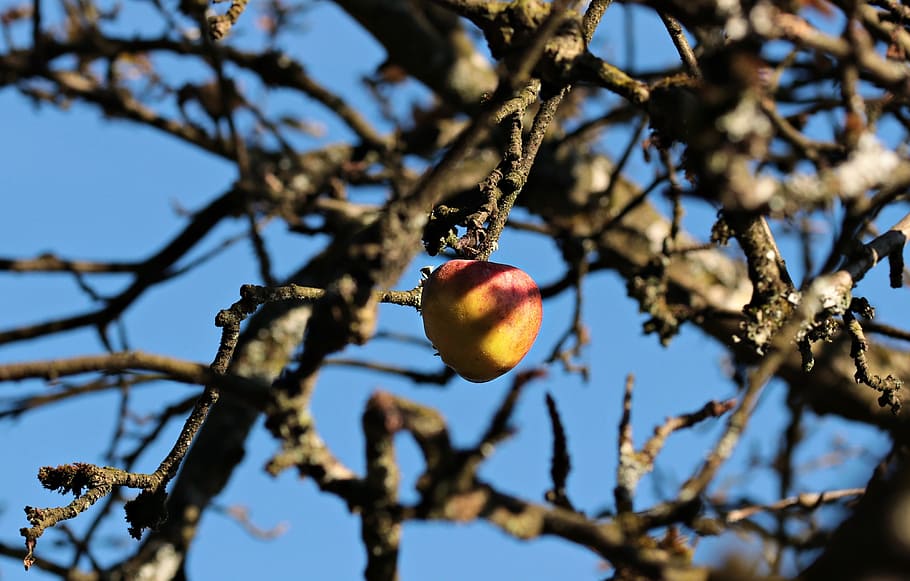 tree, apple, macro, fruit, food, nature, sweet, ripe, branch HD wallpaper