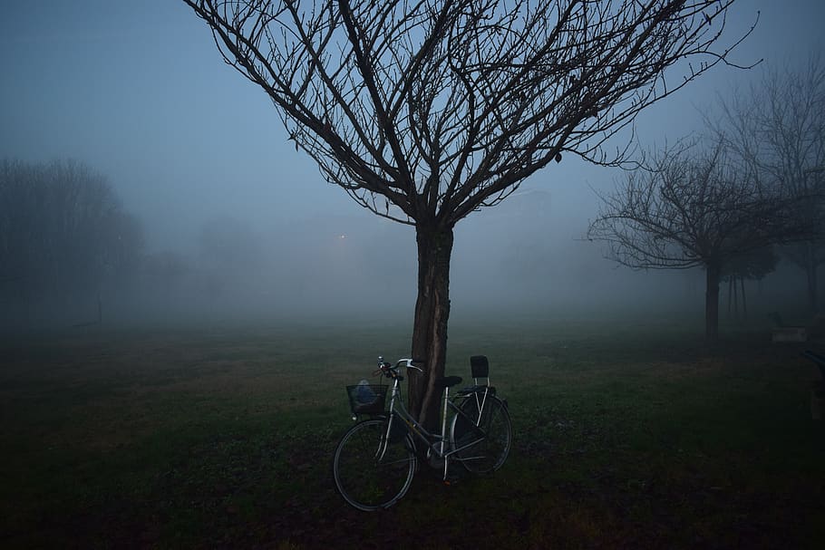 A large tree with a bicycle leaning against it., italy, milan HD wallpaper