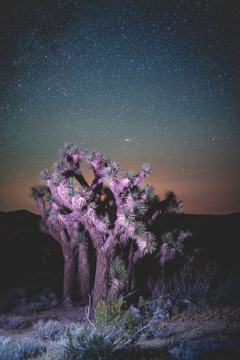 pink tree on dessert at night time, plant, sky, star, desert HD wallpaper