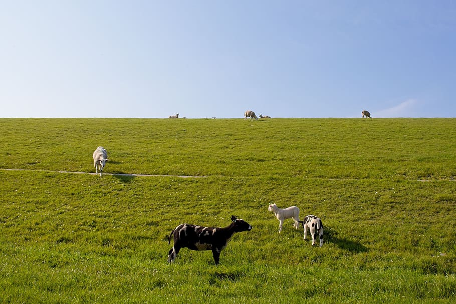 sheep, white, black, lamb, wool, cattle, animals, herd, meadow HD wallpaper