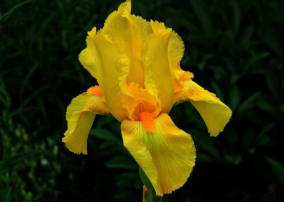 flower, iris, yellow, nature, plant, summer, flowering plant HD wallpaper