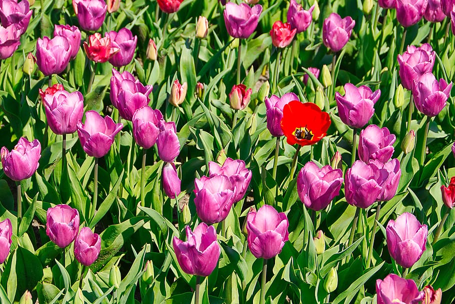 tulips, field, pink, spring, flowering plant, beauty in nature HD wallpaper