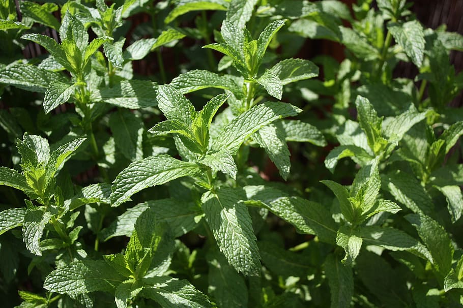 peppermint, herbs, healthy, leaves, aroma, tee, medicinal herbs HD wallpaper