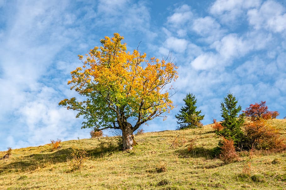 landscape, tree, fall color, sunlight, mood, plant, beauty in nature HD wallpaper