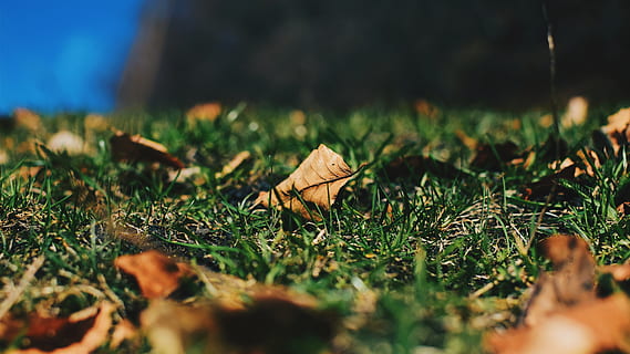 leaf, plant, ground, moss, grass, outdoors, tree, photography HD wallpaper