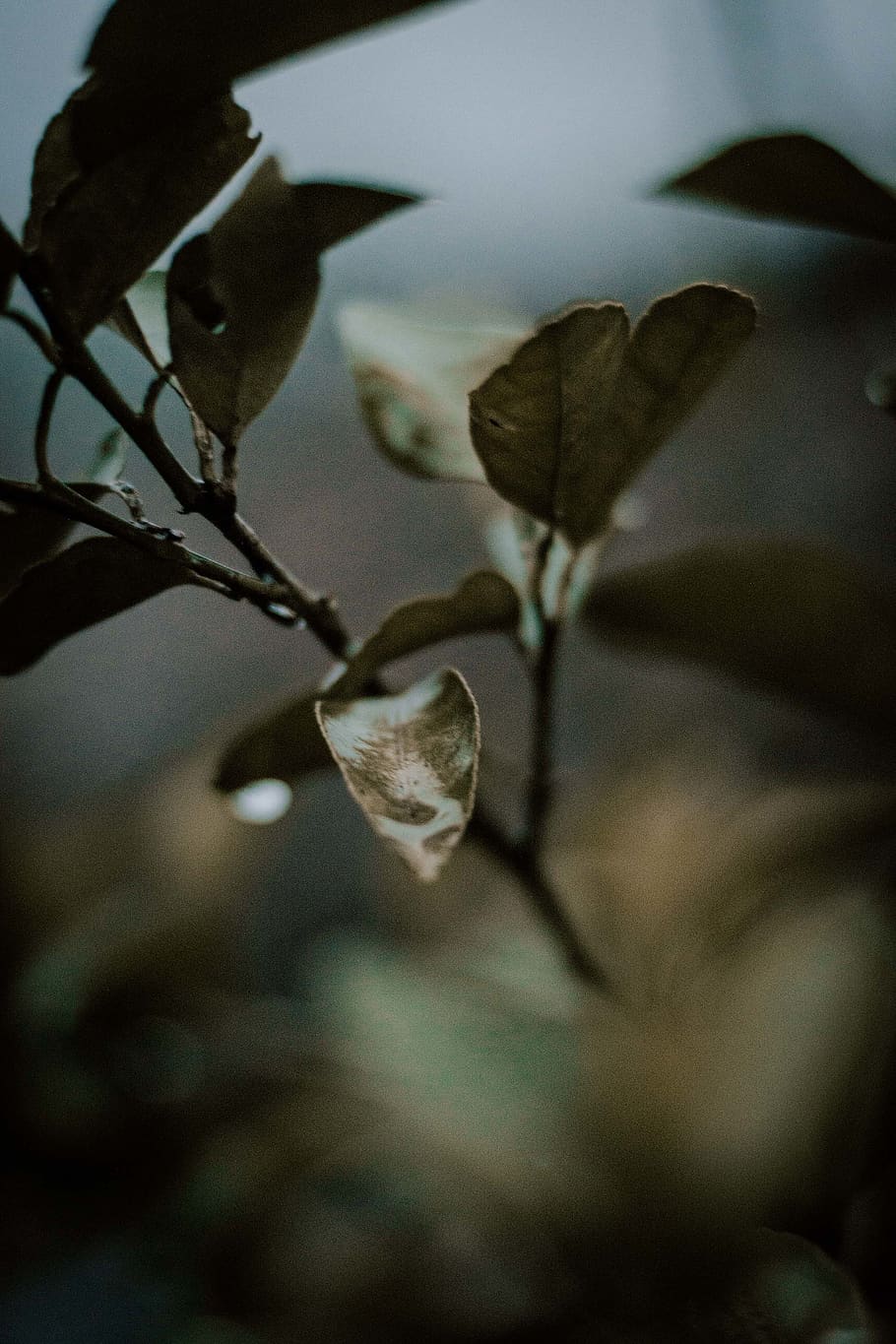 Green-leaves in Selective-focus Photography, blurred background HD wallpaper