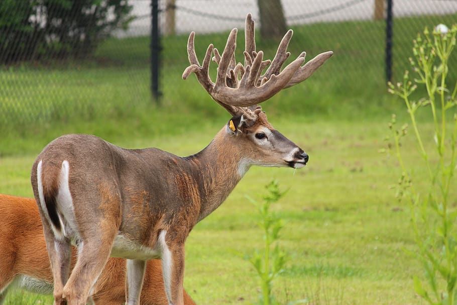 whitetail deer, animal, antlers, wildlife, mammal, buck, male, HD wallpaper
