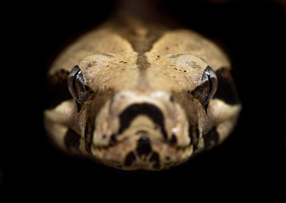 brown and beige python, one animal, black background, animal body part HD wallpaper