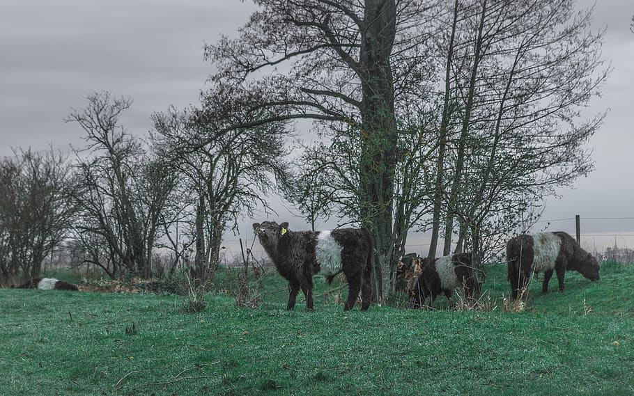 spring, pasture, grass, trees, pentax, germany, animal, sweet HD wallpaper