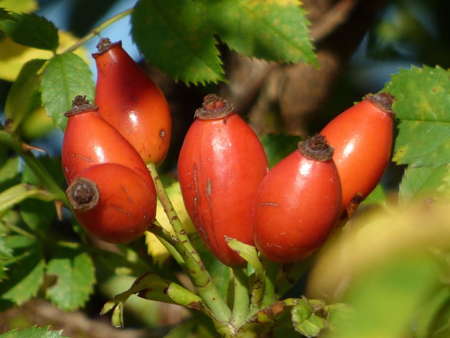 eglantine, fruit, shrub, flower, berries, health, branch, nature, HD wallpaper