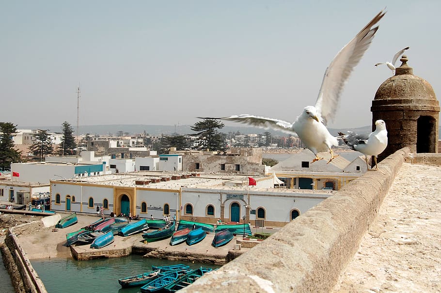 morocco, essaouira, sea, seagull, building exterior, architecture, HD wallpaper