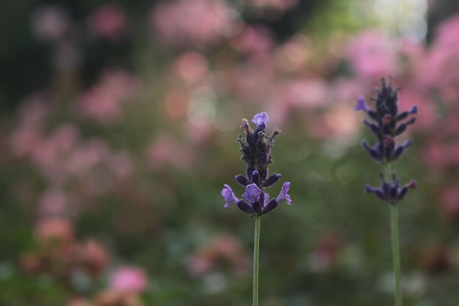 flower, flowering plant, fragility, vulnerability, freshness HD wallpaper